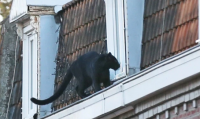 Giật mình báo đen dạo bước trên mái nhà ở Pháp
