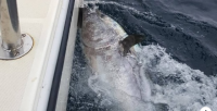 Cần thủ câu cá ngừ vây xanh nặng hơn 270 kg