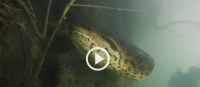 Thợ lặn đụng độ trăn anaconda 7 mét dưới lòng sông